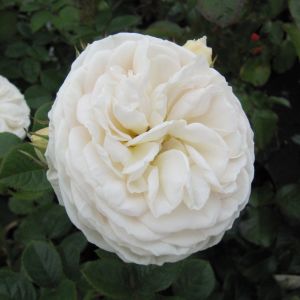 Sweet Child Of Mine rose | White Floribunda | Gardenroses.co.uk