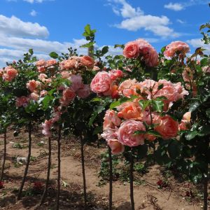 Sweet Jessica standard rose | Apricot Floribunda | Gardenroses.co.uk