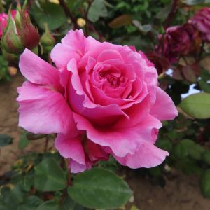 Sweet Pauline Rose - Pink Floribunda Rose - Gardenroses.co.uk