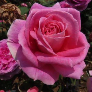 Sweet Sister rose | Dusky Pink Hybrid Tea | Gardenroses.co.uk
