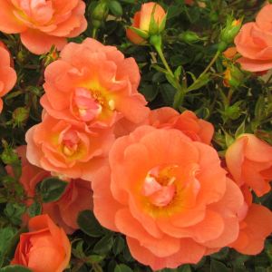 Tango Showground rose | Orange Ground Cover | Gardenroses.co.uk