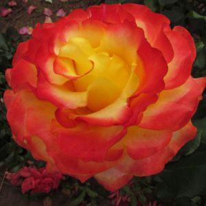 Tequila Sunrise rose | Red and Yellow Hybrid Tea | Gardenroses.co.uk