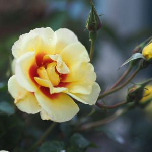 The Bees Knees rose | Yellow Floribunda | Gardenroses.co.uk