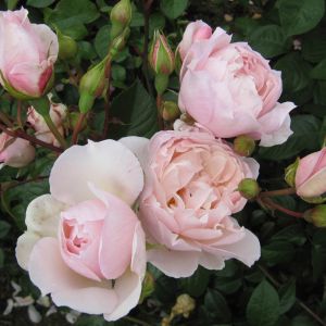 The Generous Gardener rose | Pink Climber | Gardenroses.co.uk