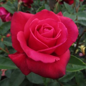 The Best Rose - Red/Pink Thornless Hybrid Tea - Gardenroses.co.uk