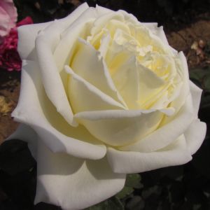 The Diamond Wedding Rose | White Hybrid Tea | Gardenroses.co.uk