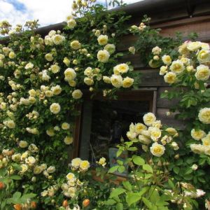 The Pilgrim rose | Lemon Shrub/Climber | Gardenroses.co.uk