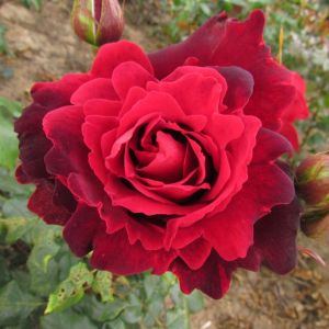 Thinking of You rose | Red Hybrid Tea | Gardenroses.co.uk
