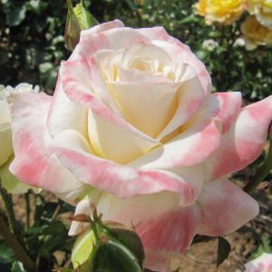 Titanic rose | White and Pink Floribunda | Gardenroses.co.uk