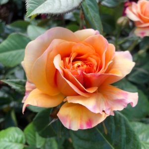 Tom's Triumph Rose - Orange Floribunda - Gardenroses.co.uk