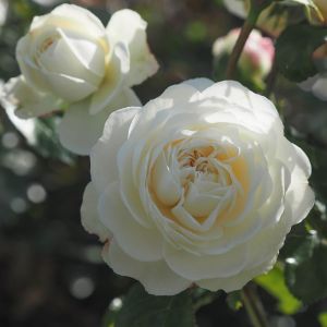 Tranquility rose | White Shrub | Gardenroses.co.uk