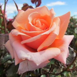 True Friend rose | Peach Floribunda | Gardenroses.co.uk