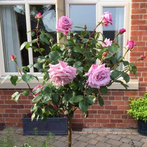 Twice in a Blue Moon standard rose | Lilac Hybrid Tea | Gardenroses.co.uk