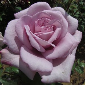 Twice in a Blue Moon rose | Lilac Hybrid Tea | Gardenroses.co.uk
