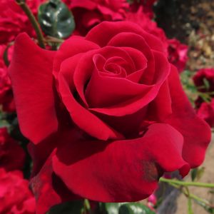 Unforgettable Times rose | Red Hybrid Tea | Gardenroses.co.uk
