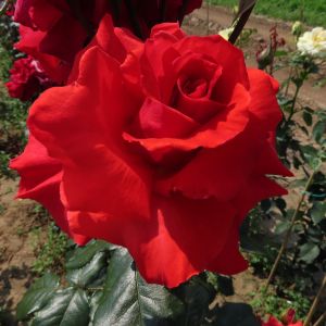 Mark rose | Red Hybrid Tea | gardenroses.co.uk