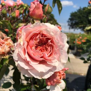 Valerie Rose - Pink Floribunda/Shrub Rose - Gardenroses.co.uk