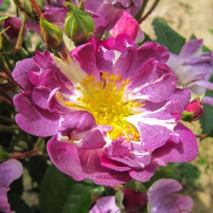 Veilchenblau rose | Purple Rambler | Gardenroses.co.uk