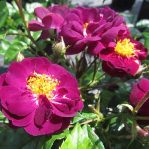 Violette rose | Purple Rambler | Gardenroses.co.uk