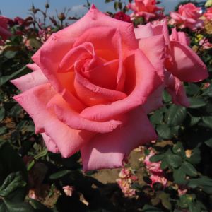 Vivacious rose | Pink Hybrid Tea | Gardenroses.co.uk