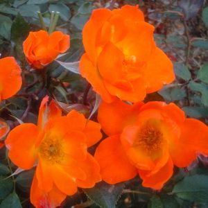 Warm Welcome rose | Orange Climber | Gardenroses.co.uk