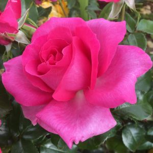 Where The Heart Is rose | Cerise Hybrid Tea | Gardenroses.co.uk