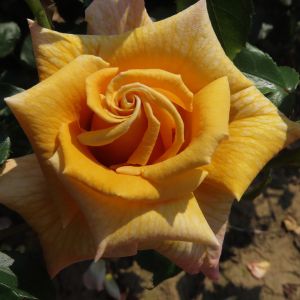 Whisky Sour rose | Amber Hybrid Tea | Gardenroses.co.uk