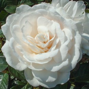 White Cloud rose | White Climber | Gardenroses.co.uk