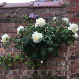 White Parfum de Provence standard rose | White Hybrid Tea | Gardenroses.co.uk