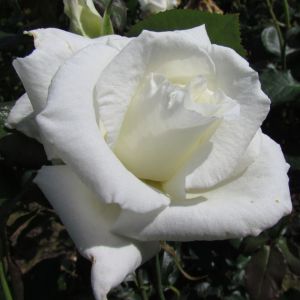 Chardonnay rose - White Floribunda - Gardenroses.co.uk