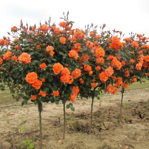 Wild Fire standard rose | Orange Patio | Gardenroses.co.uk