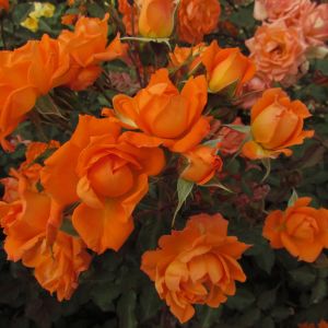 Wild Fire rose | Orange Patio rose | Gardenroses.co.uk
