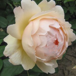 Wollerton Old Hall rose | White Climber | Gardenroses.co.uk