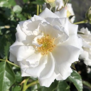 Wonderful Grandparents- White Floribunda Rose - Gardenroses.co.uk