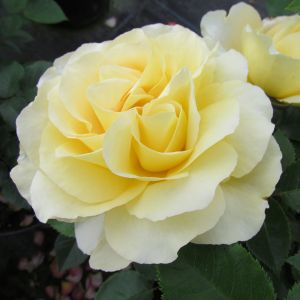 Wonderful Husband rose | Lemon Floribunda | Gardenroses.co.uk