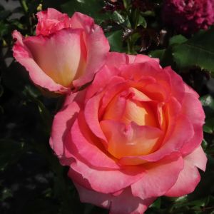 Wonderful Memories rose | Pink Floribunda | Gardenroses.co.uk