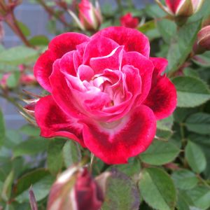 Wonderful news rose | Red and White Patio | Gardenroses.co.uk