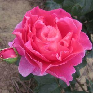 Wonderful Wife rose | Pink Hybrid Tea | Gardenroses.co.uk