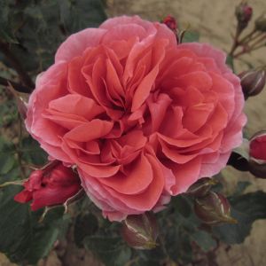 Young At Heart rose | Salmon Floribunda | Gardenroses.co.uk