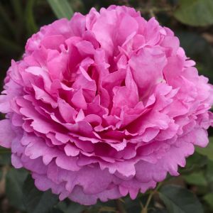 Yves Piaget rose | Pink Hybrid Tea | Gardenroses.co.uk