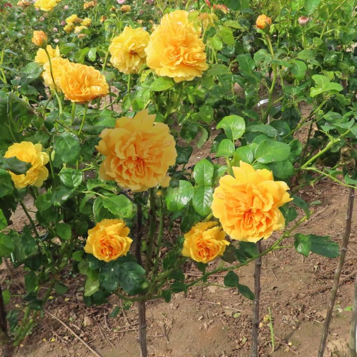 Leah Tutu rose, Golden Yellow Shrub
