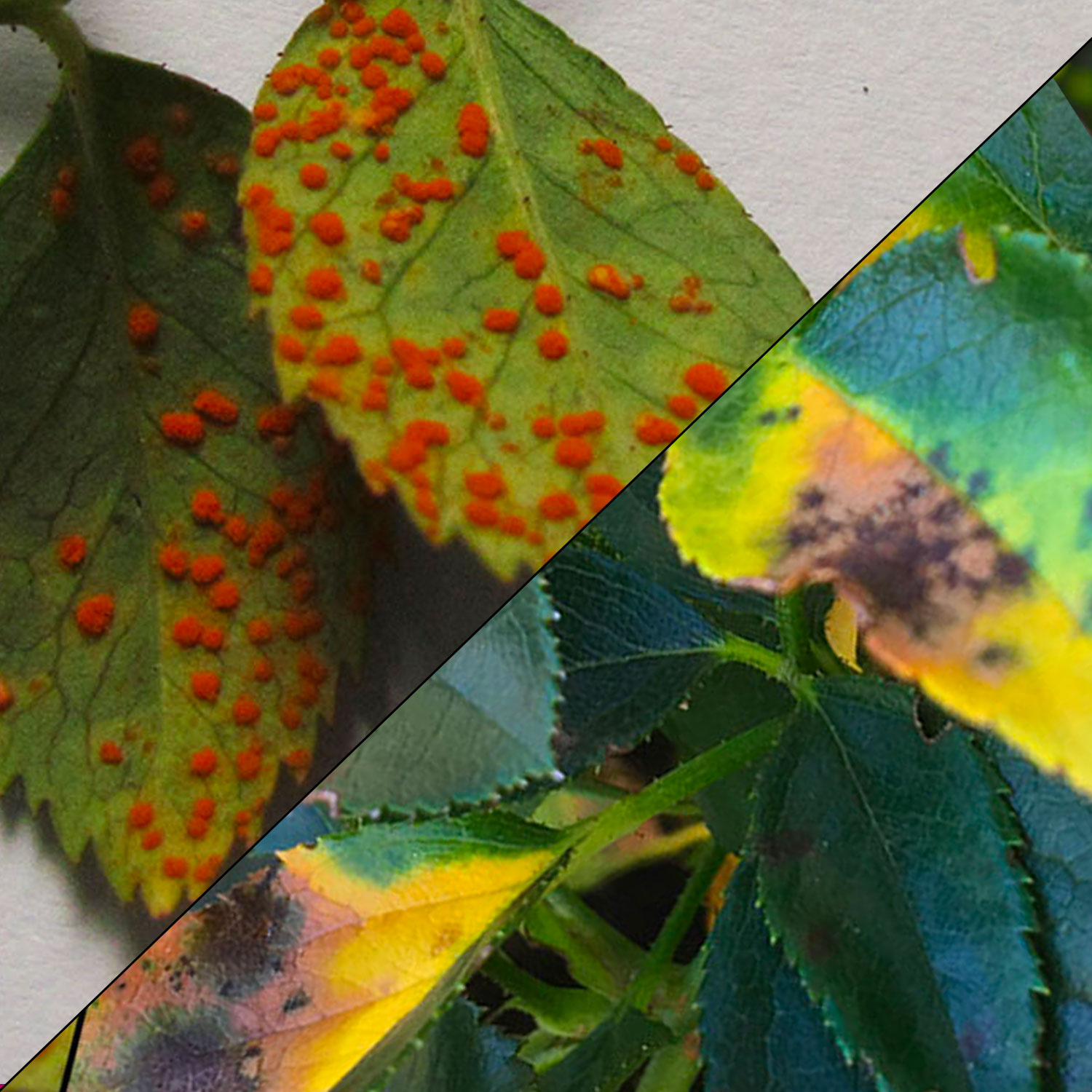 How to Fix Rose Rust and Blackspot