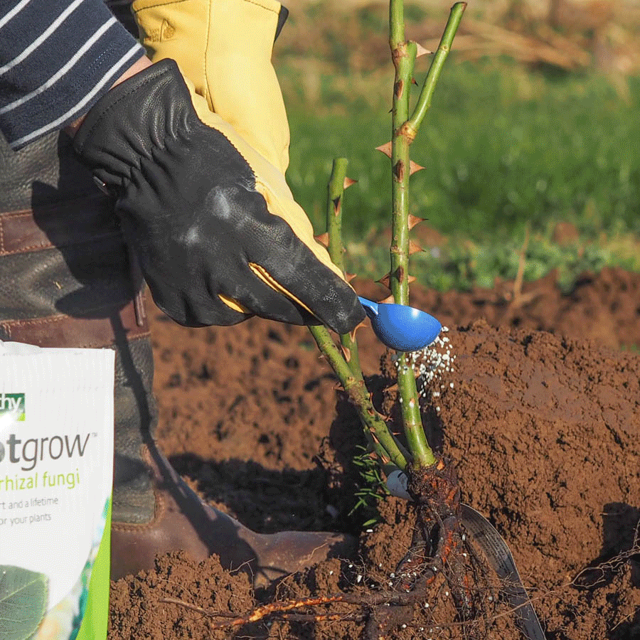Planting Bareroot Bushes